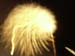 fireworks81