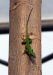 gecko04