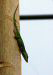 gecko05