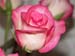 roses06