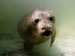 Young Seal