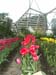 tulips02