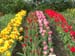 tulips04