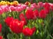 tulips08